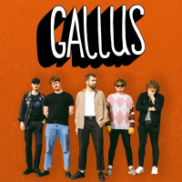 Gallus